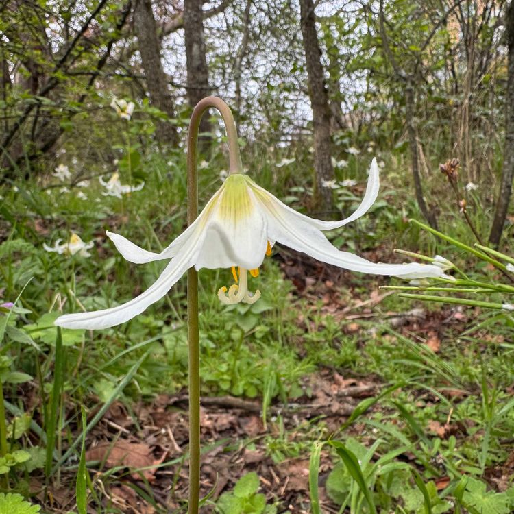 EcoWest News, April 1, 2025