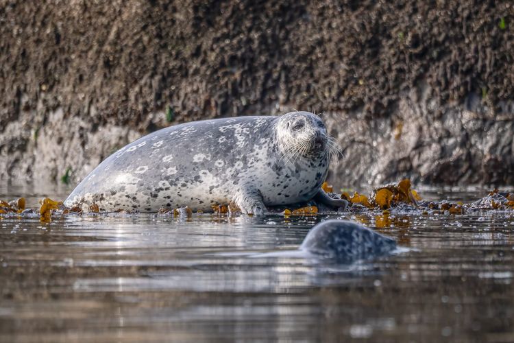 EcoWest News, May 13, 2025