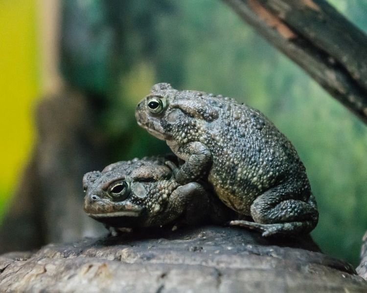 Toads in Western Canada
