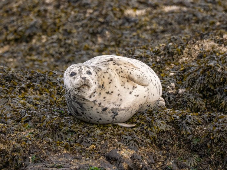 EcoWest News, June 3, 2025