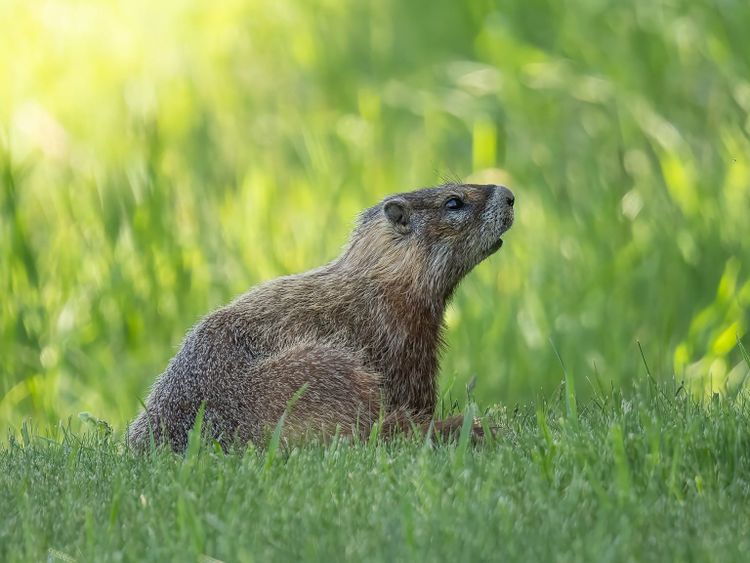 EcoWest News, June 10, 2025