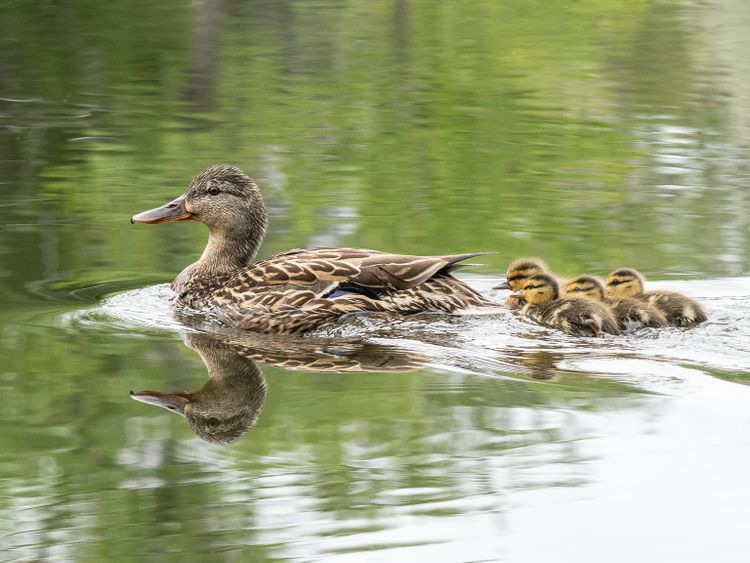 EcoWest News, June 24, 2025