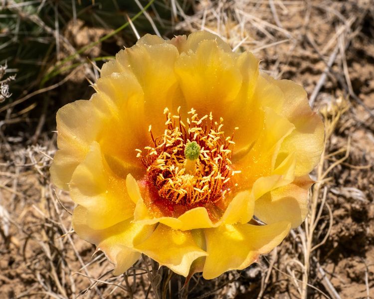 EcoWest News, July 1, 2025