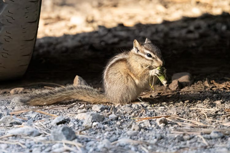 EcoWest News, August 5, 2025