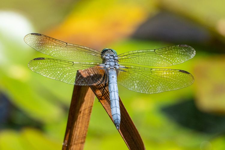 EcoWest News, August 12, 2025