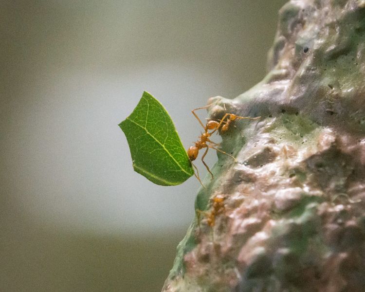 Book Review: Bugwatching: The Art, Joy, and Importance of Observing Insects by Eric R. Eaton