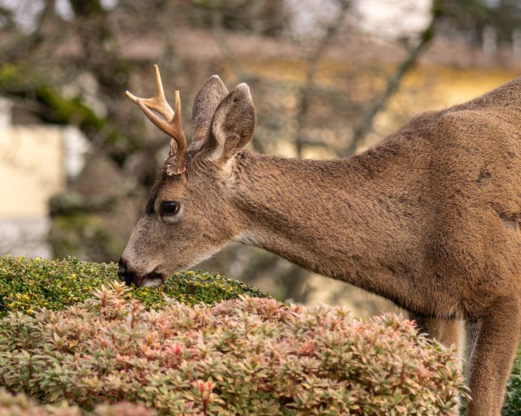 EcoWest News, January 27, 2026