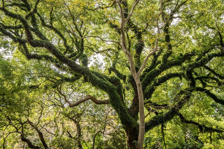 Book Review: The Genius of Trees: How They Mastered the Elements and Shaped the World by Harriet Rix