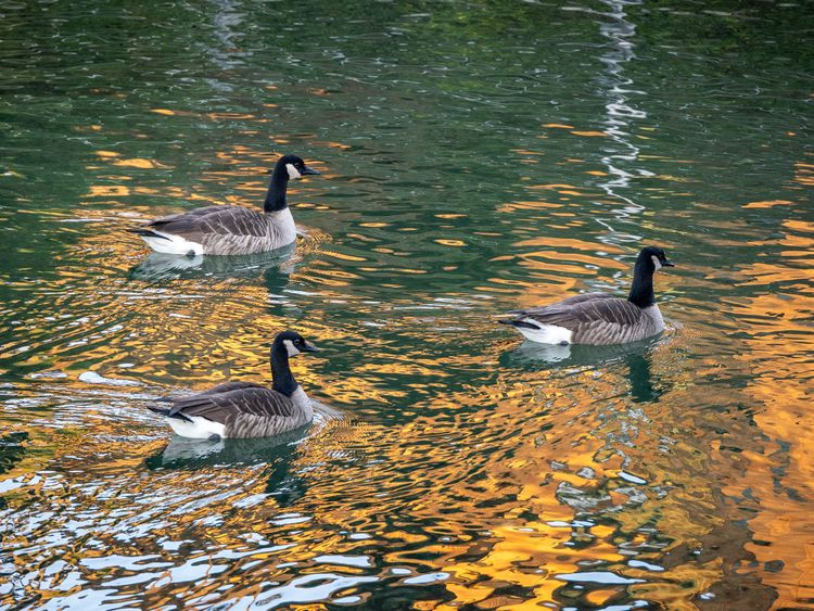 EcoWest News, February 3, 2026