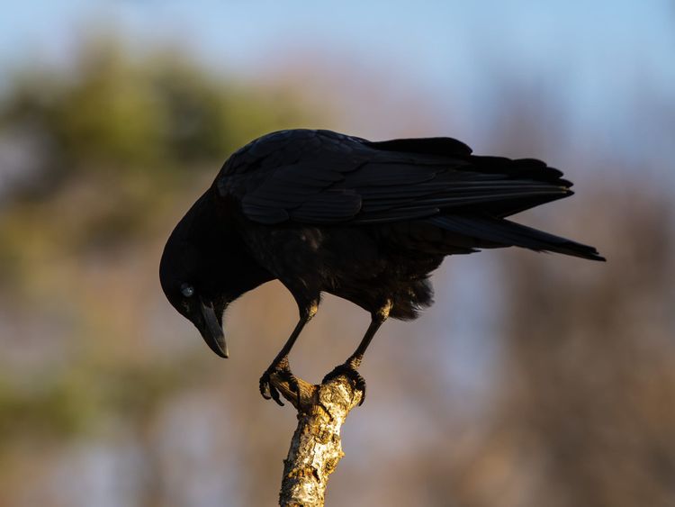 EcoWest News, March 3, 2026