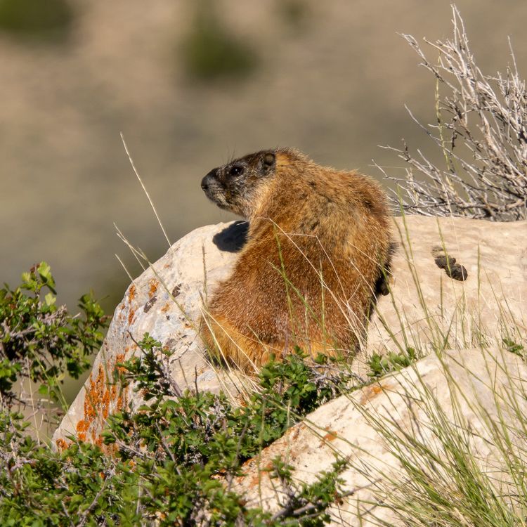 EcoWest News, July 28, 2026