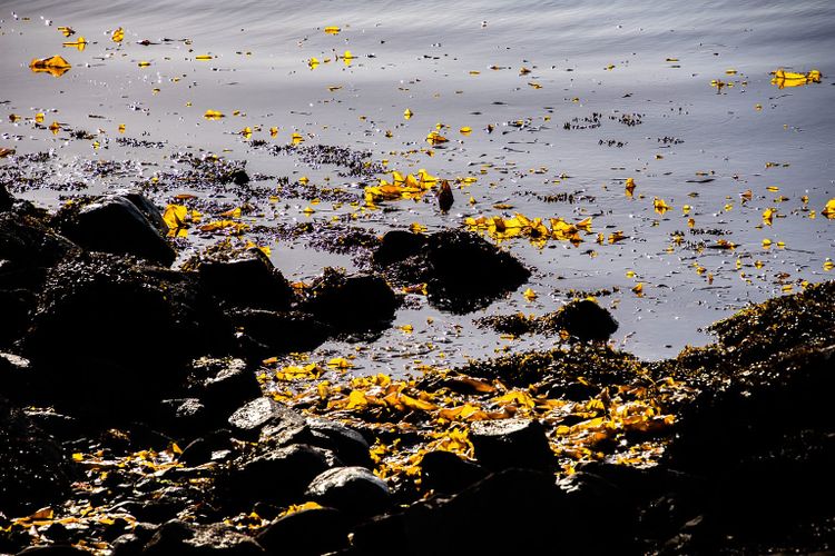 EcoWest News, August 18, 2026