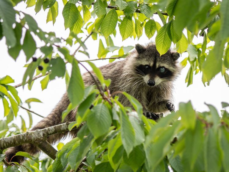 Book Reviews: Nature is Messy: Disreputable, Least Loved Animals at the Margins of our Lives