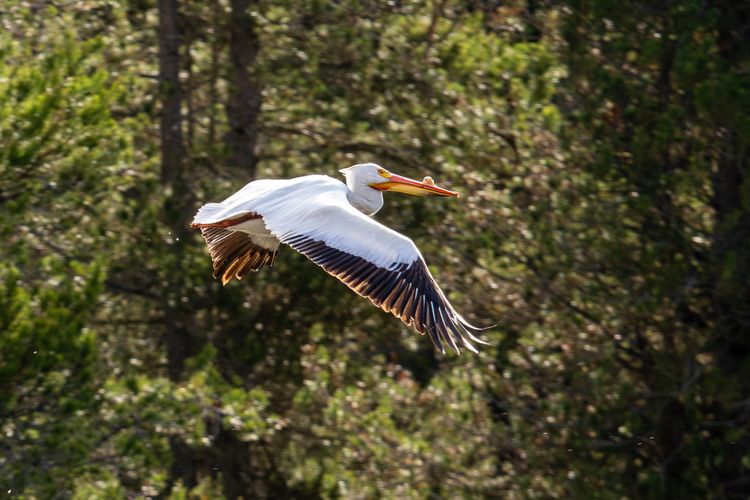EcoWest News, August 11, 2026