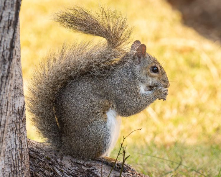 Squirrels