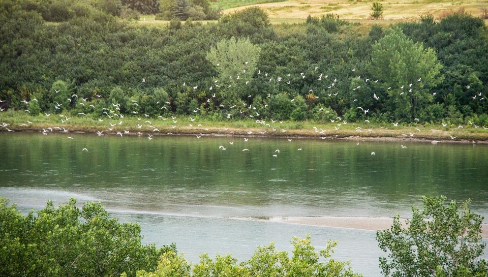 Evaluating the Benefits & Risks of the Lake Diefenbaker Irrigation Project