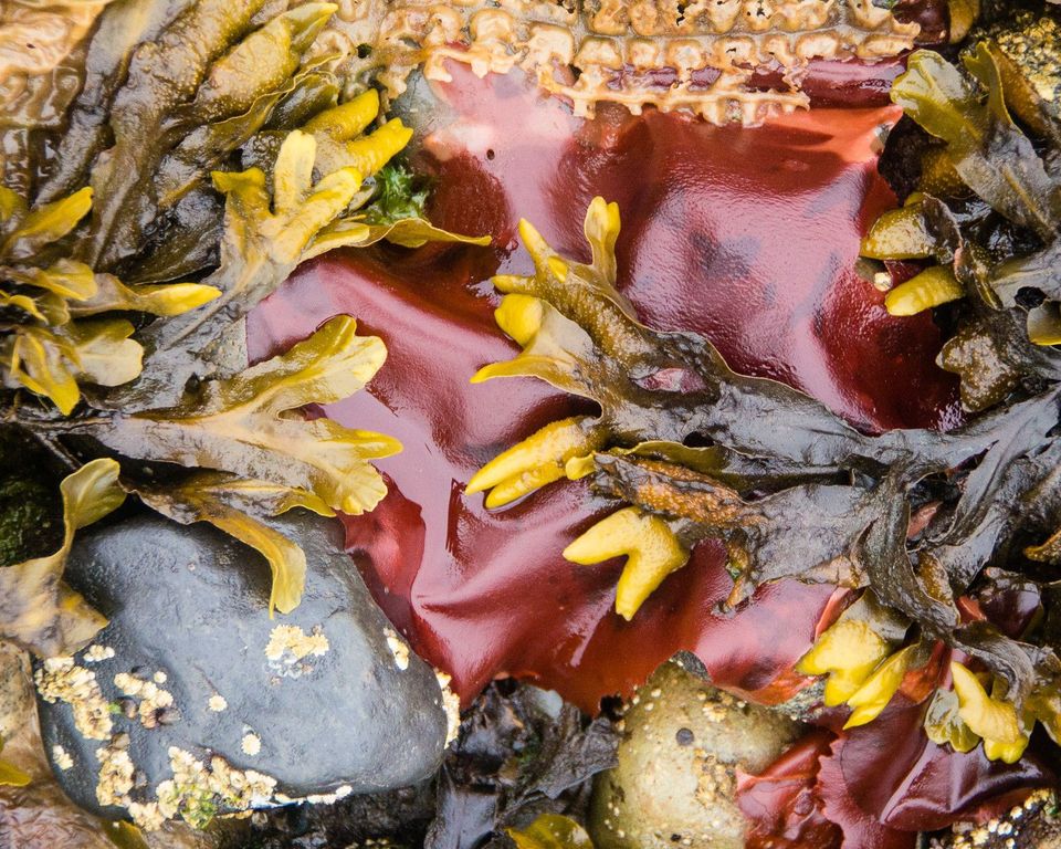 Pacific Coast Seaweeds