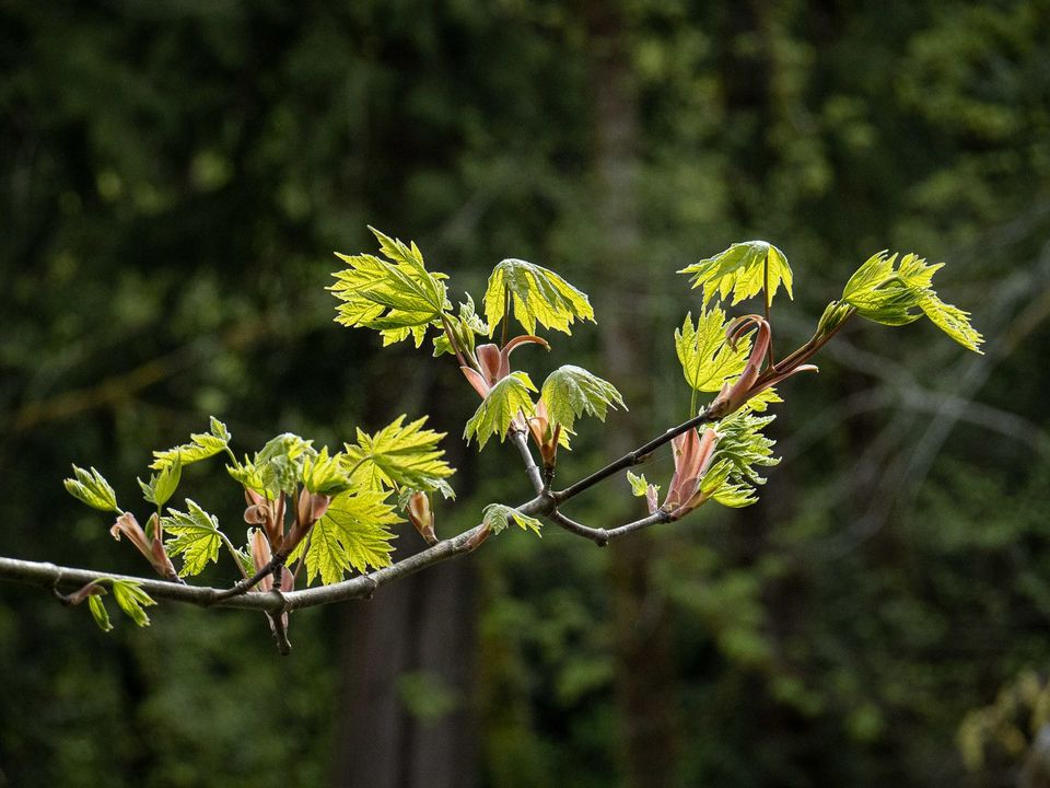 Western Canada's Urban Forests