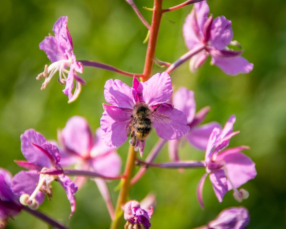 EcoWest News, August 16, 2022