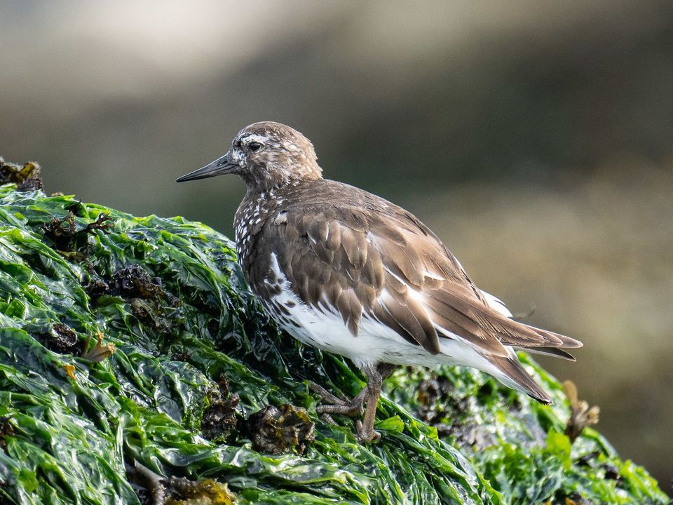 EcoWest News, August 30, 2022