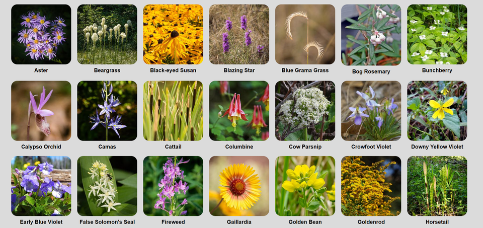 Play & Learn with Nature Companion