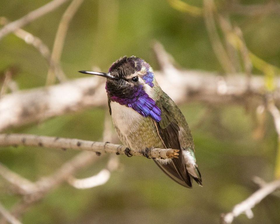 EcoWest News, November 22, 2022