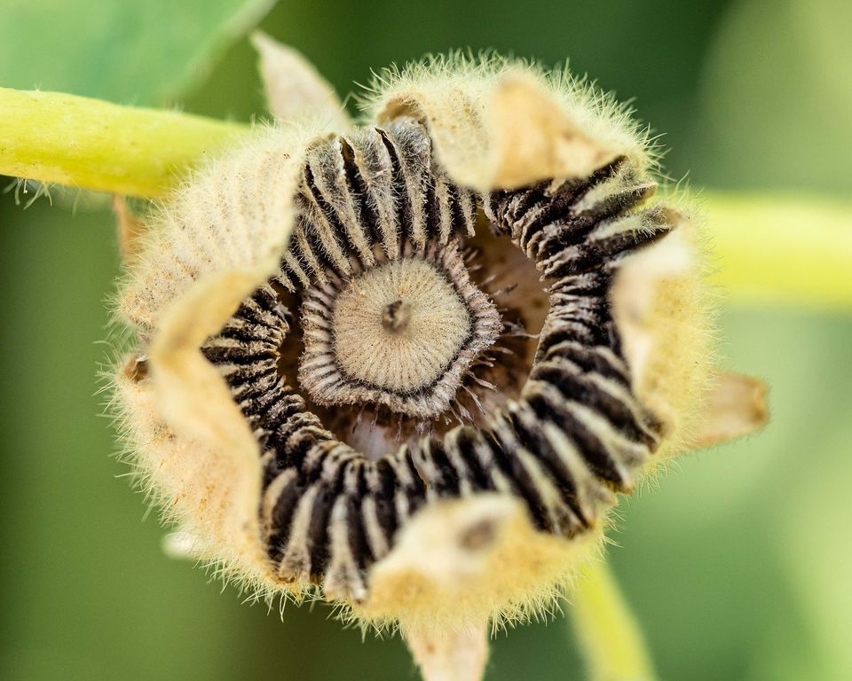 Book Review: The Triumph of Seeds by Thor Hanson