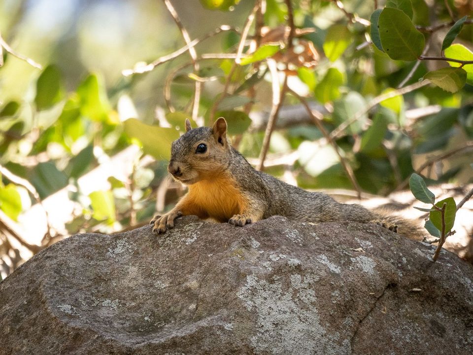 EcoWest News, November 15, 2022