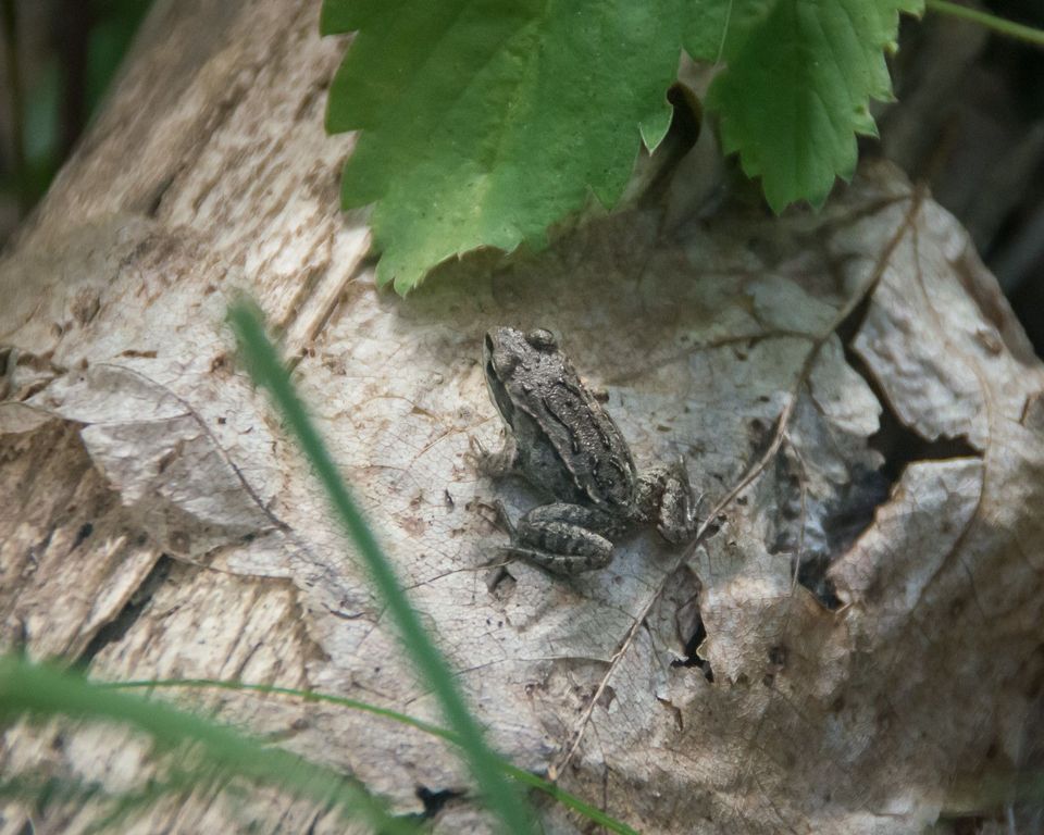 Books for Children: Forest Magic & Wise Lessons from Forest Dwellers