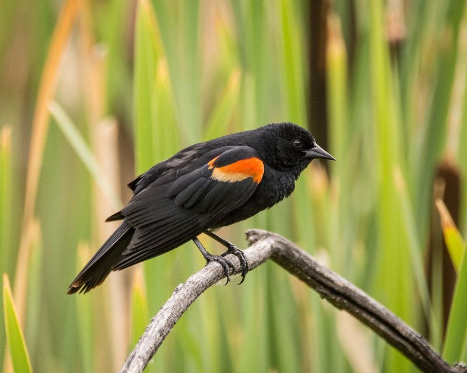 Books for Nature-Lovers / Livres pour les Amateurs de la Nature: Éco dans les Prairies