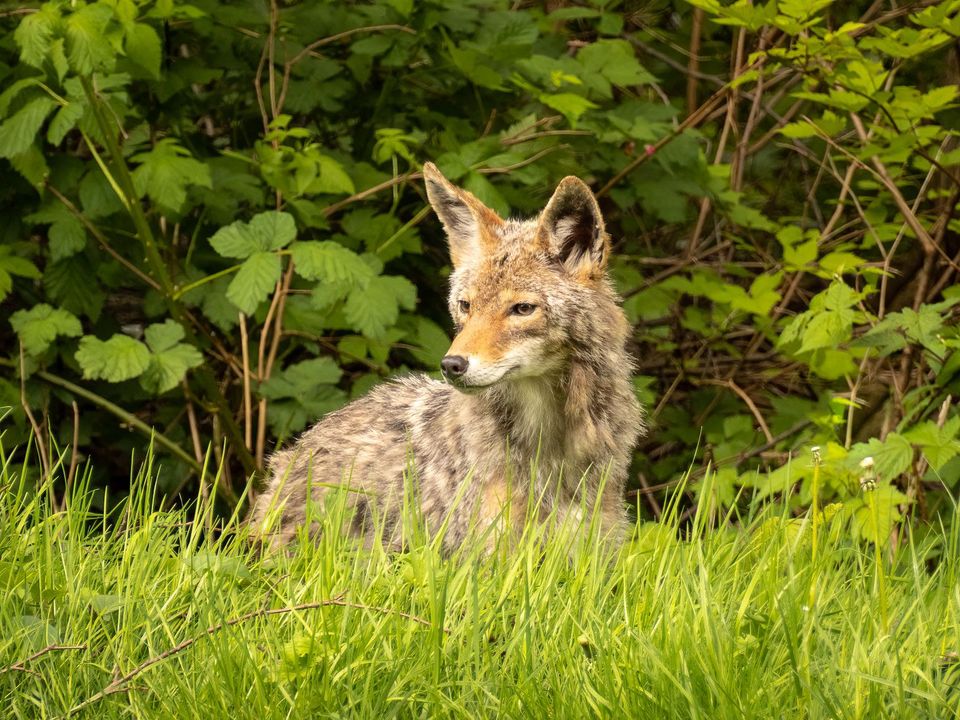 Scary Animals / Les Animaux Qui Font Peur : Éco dans les Prairies