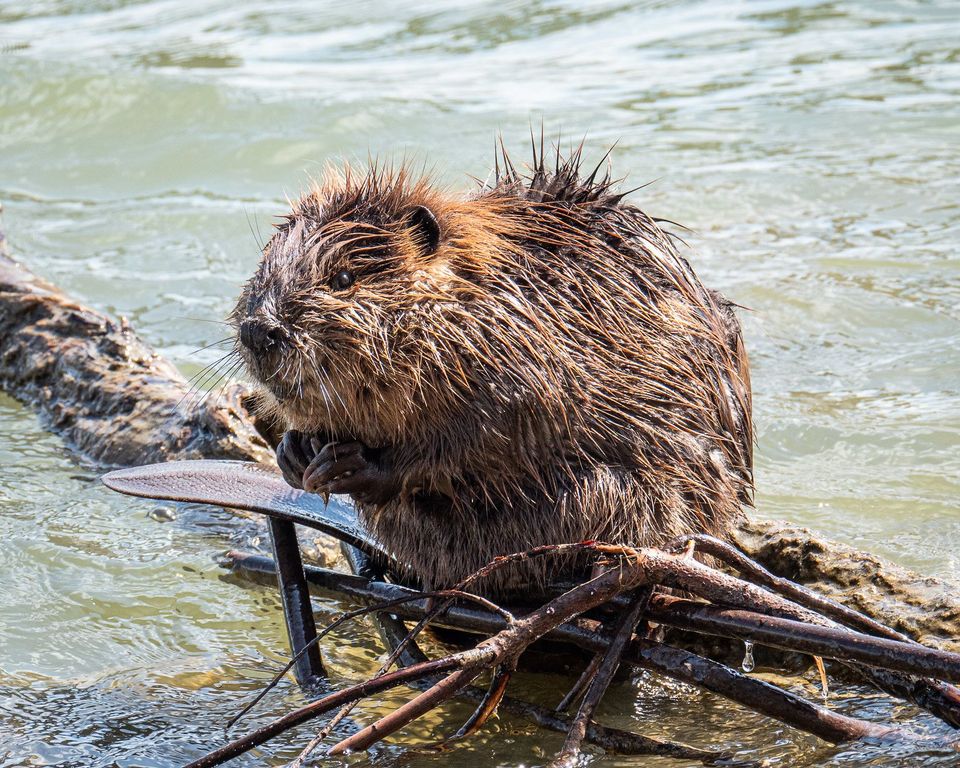 EcoWest News, January 17, 2023