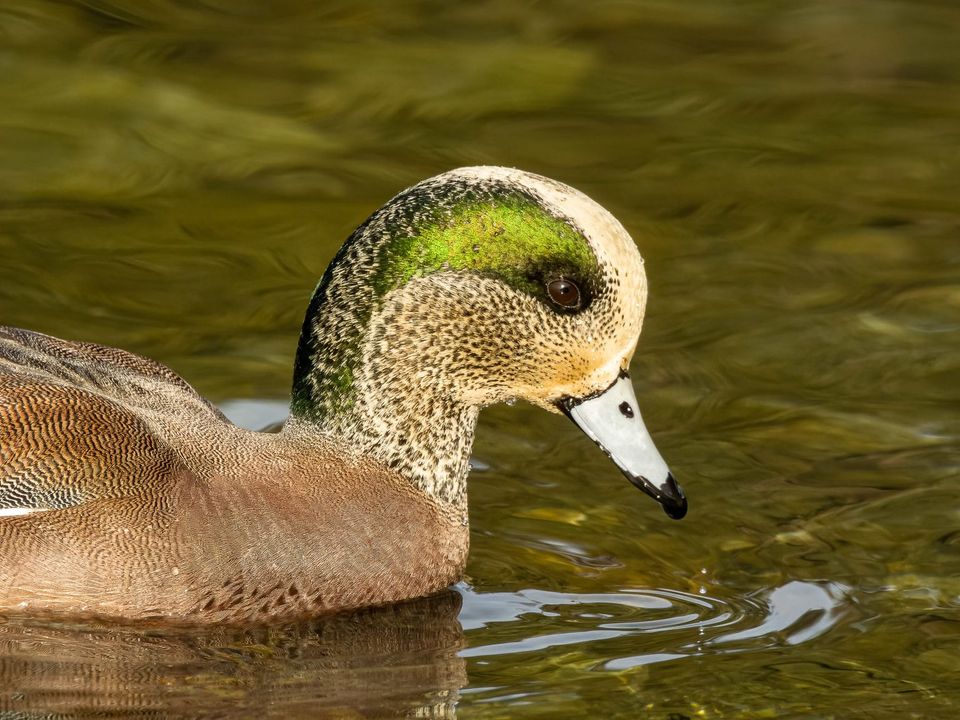 EcoWest News, January 31, 2023