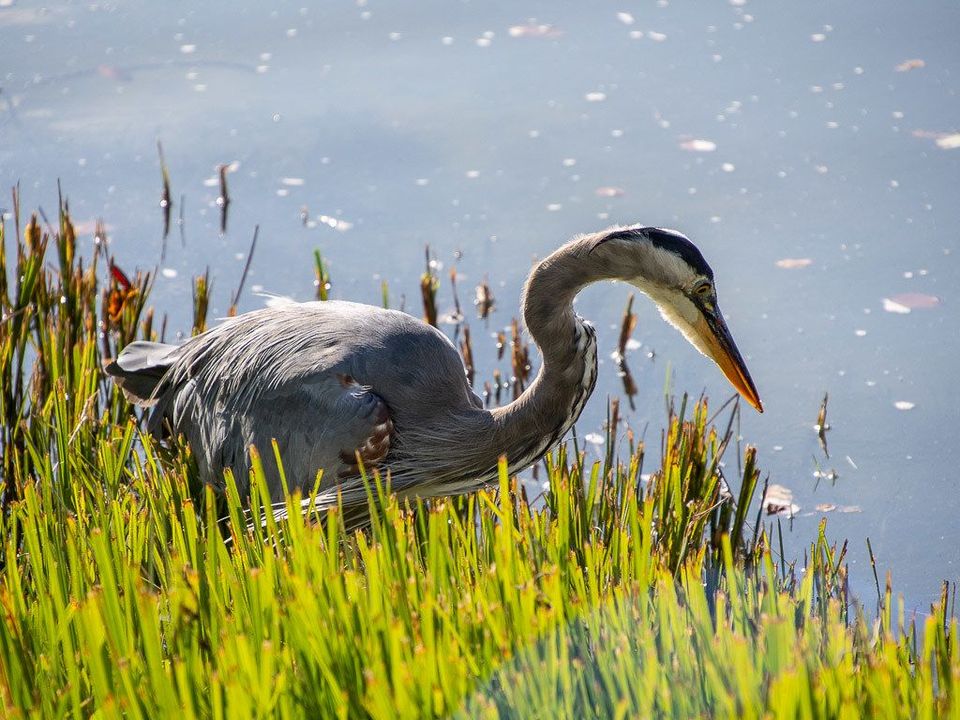World Wetlands Day 2023 – Highlighting Four of Western Canada’s Wetlands