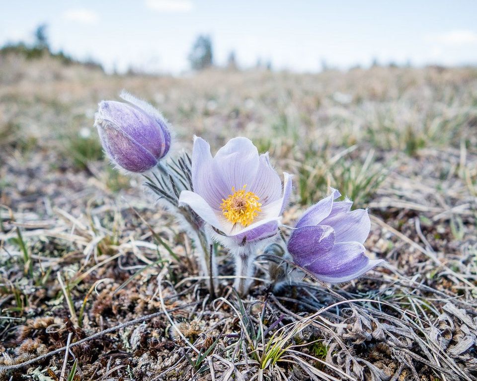 Law and the Environment / La loi et l’environnement: Éco dans les Prairies