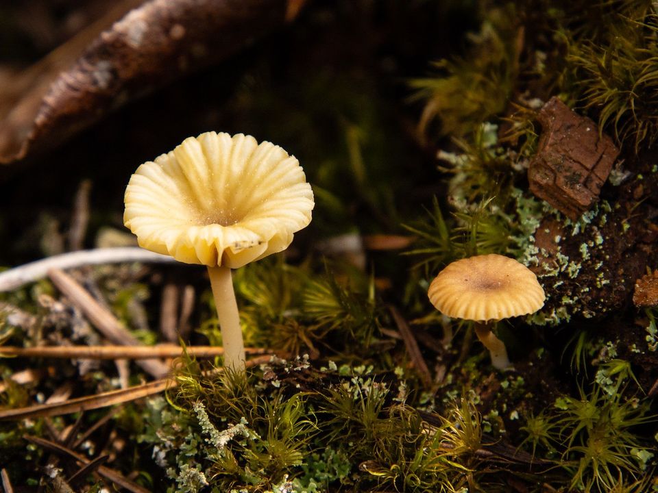 Book Review: The Hidden Kingdom of Fungi by Keith Seifert