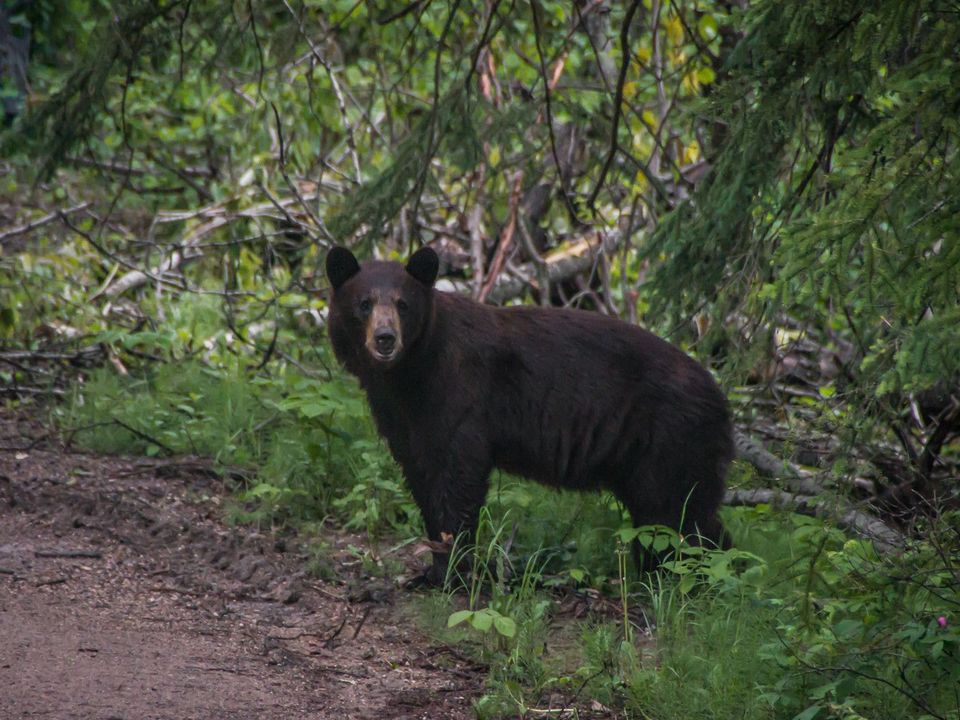 Exploring the Senses: Follow that Scent