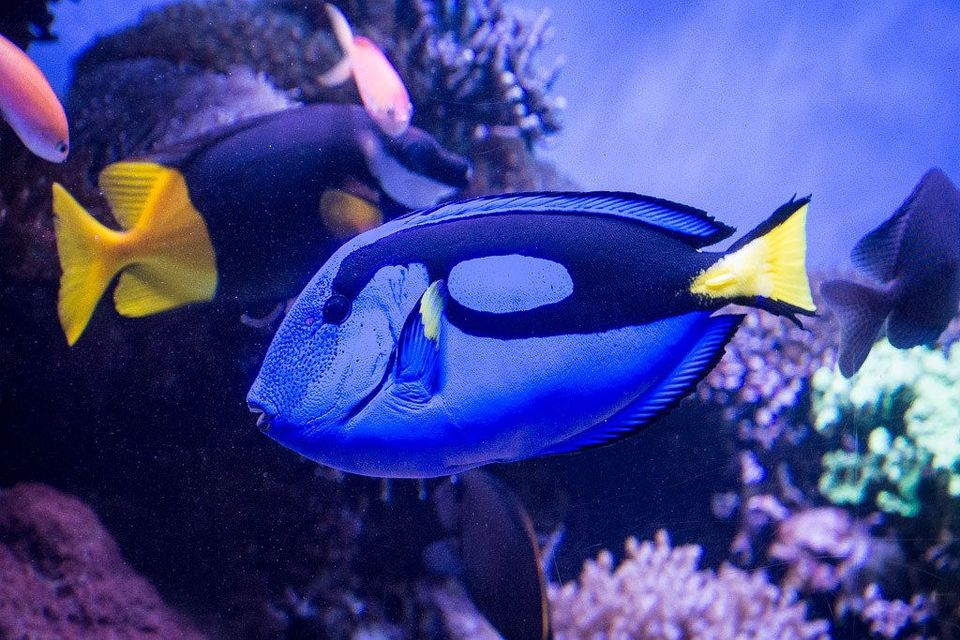 Exploring the Senses: Sight