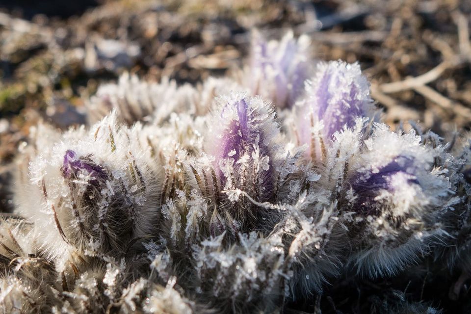 Why do some plants have fuzzy leaves?