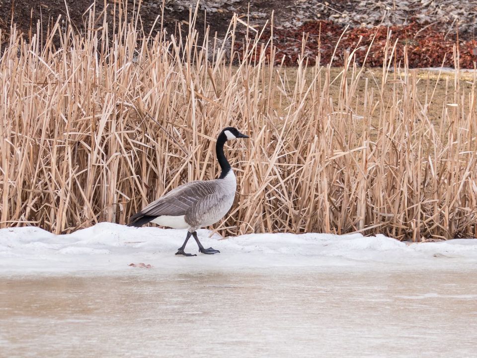 EcoWest News, April 2, 2024