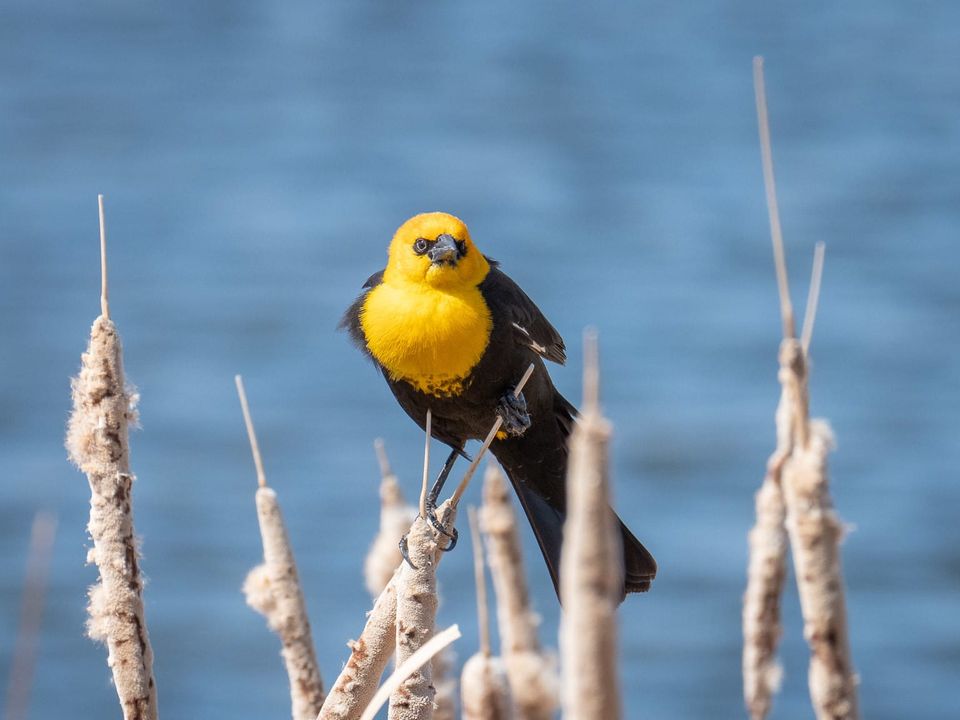 EcoWest News, April 30, 2024