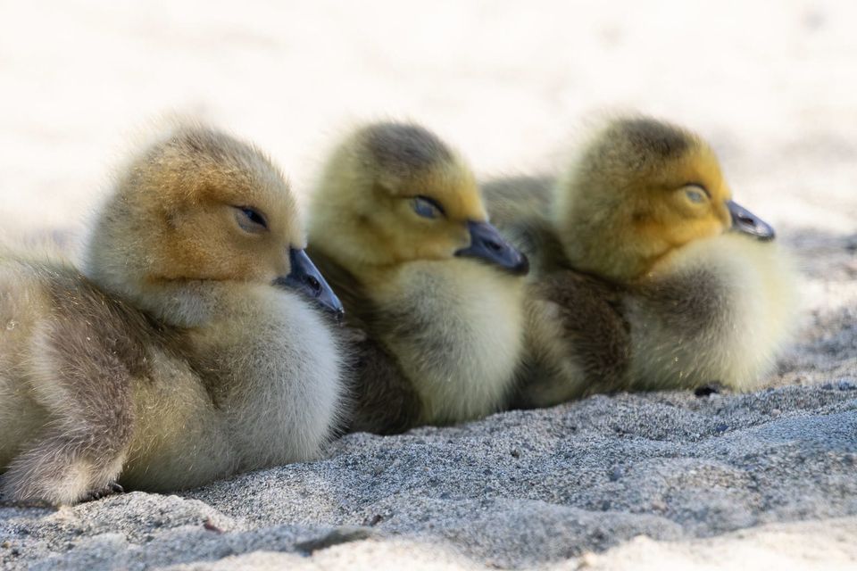 EcoWest News, May 21, 2024