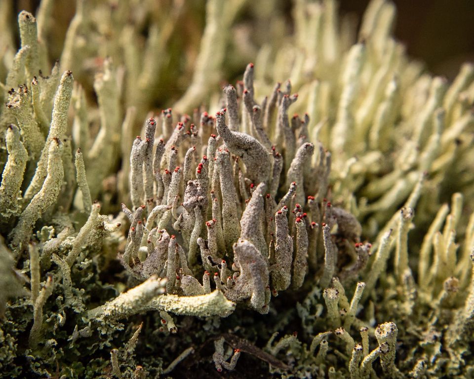 EcoWest News, June 4, 2024