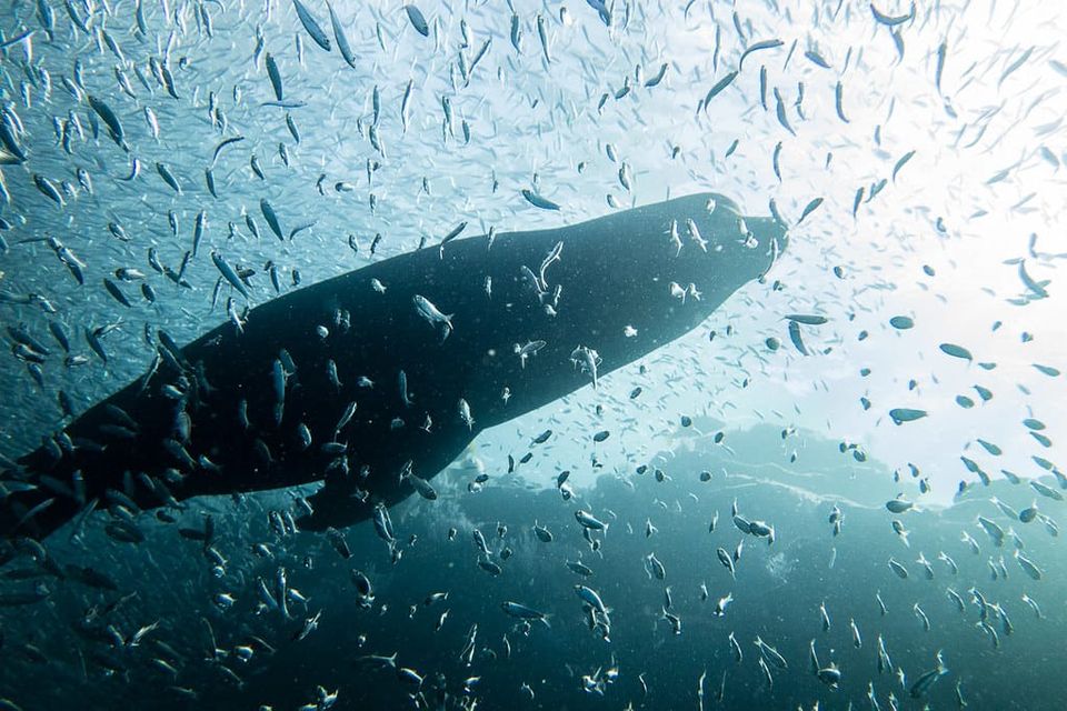 Book Review: Sing Like Fish by Amorina Kingdon