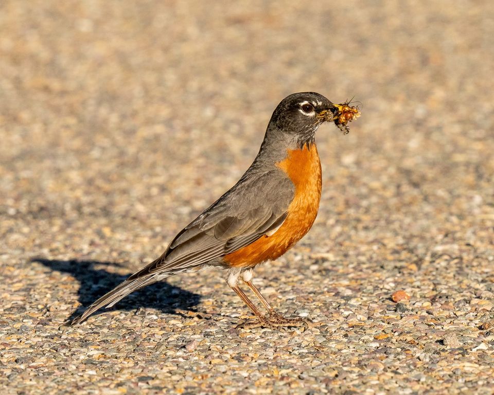 EcoWest News, July 2, 2024