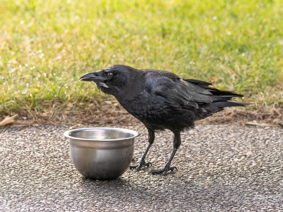 EcoWest News, July 23, 2024