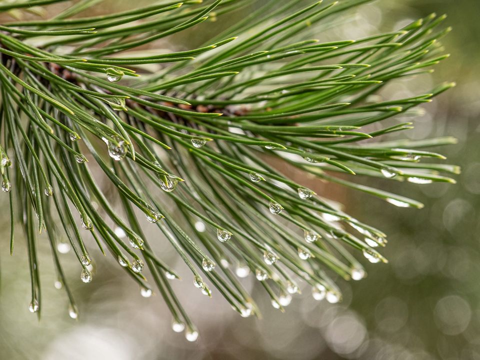 EcoWest News, March 25, 2025