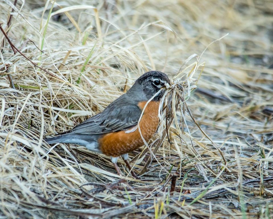 EcoWest News, April 15, 2025