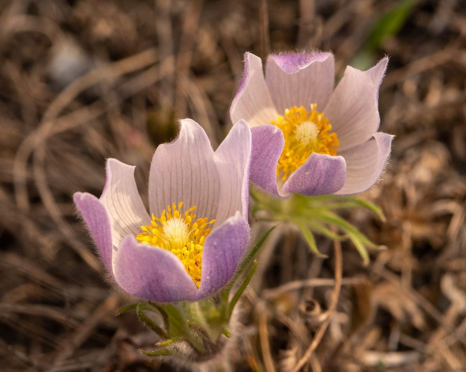 EcoWest News, April 8, 2025