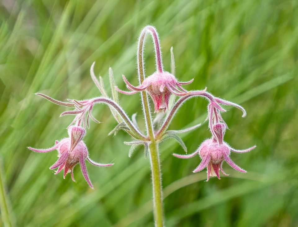 EcoWest News, May 20, 2025